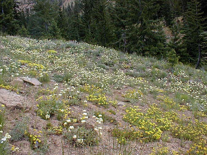 Flowers Early