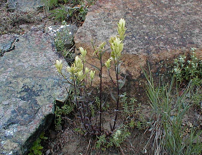 Yellow Paintbrush