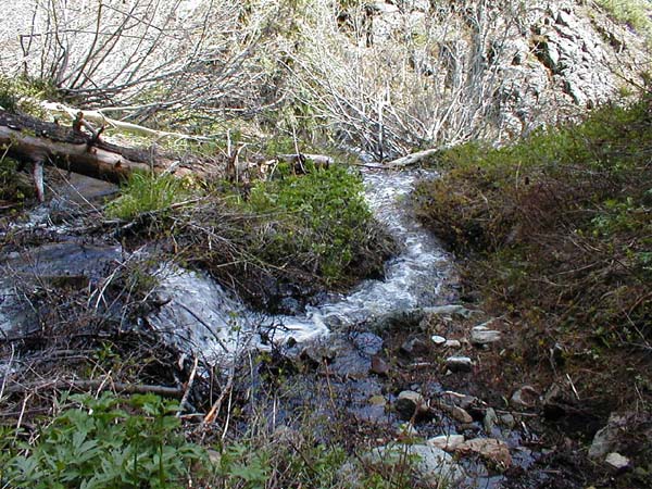 The Trail Is A Creek