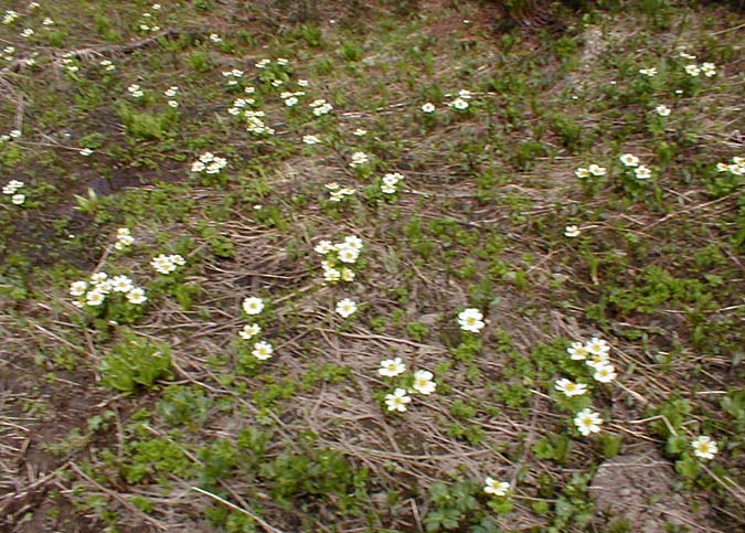 More Flowers