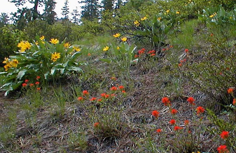 Balsamroot :And Paintbrush