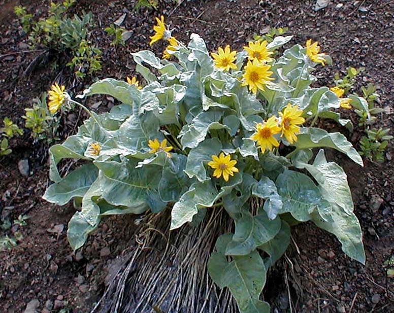 Balsamroot