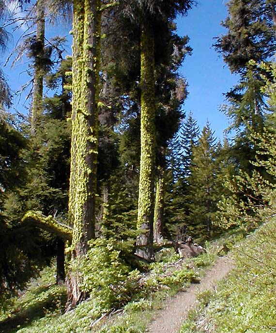 Moss Covered Trees