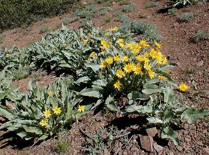 Balsamroot