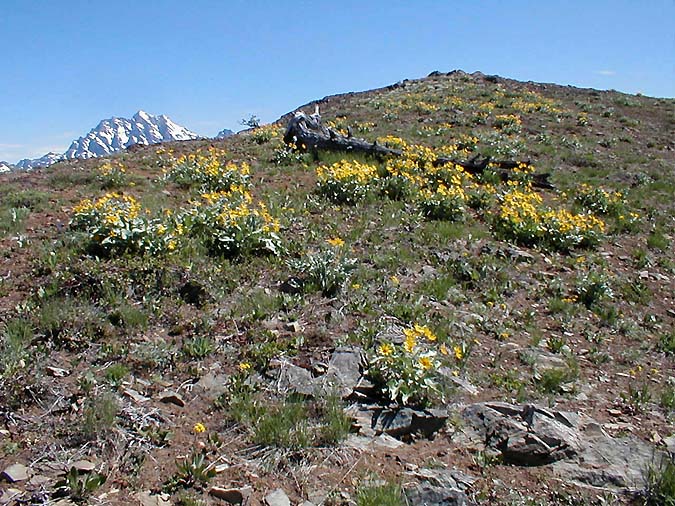 Balsamroots And Mt Stuart