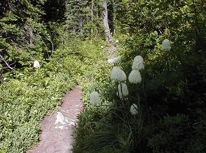 Beargrass 1