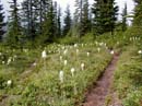 More Beargrass