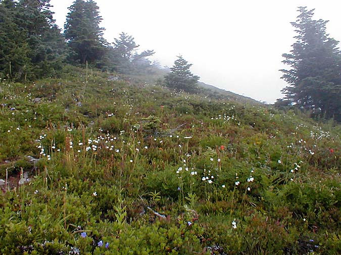 Defiance Flowers