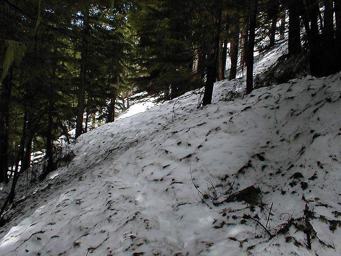 Snow Covered Trail