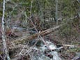 Log Over Little Salmon La Sac Creek