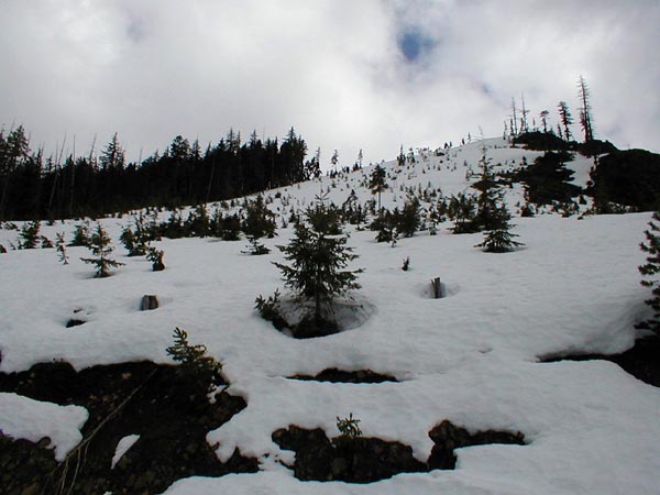 Steep Clearcut