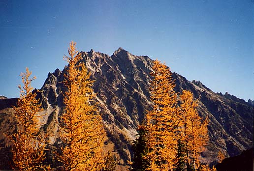 Larch Trees Near Ingalls Pass