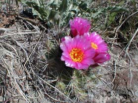 Umtanum Ridge Cactus