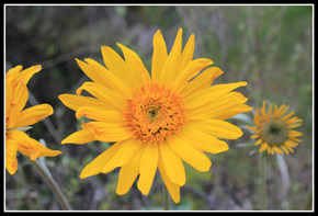 Balsamroot On Sauer Mountain