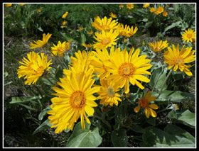 Blooming Balsamroot At Reecer Creek