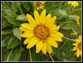 Balsamroot On The Westberg Trail