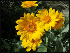 Arrowleaf Balsamroot At Sage Hills