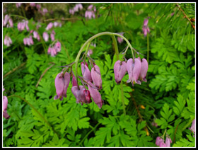 Bleeding Hearts In Seattle