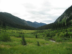 Spider Meadows