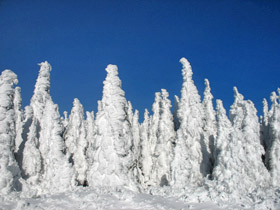 Rime Plastered Trees On Tiger 1