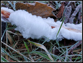 Hair Ice On West Rattlesnake Mt.