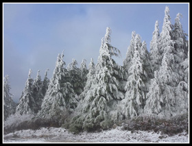 Tiger 1 Rime Iced Trees