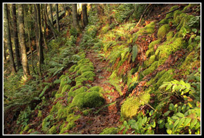 Fuller Mountain Trail