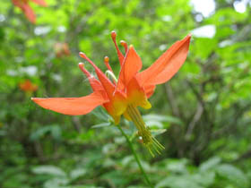 Sourdough Columbine