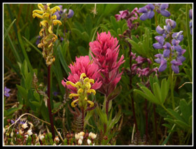 Spray Park Flower Display