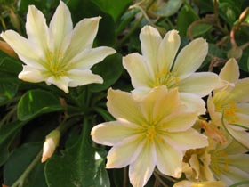 Tweedys Lewisia