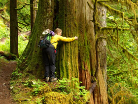 Tree Huggiing On Boulder River