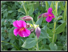 Lewis Monkeyflower On Hidden Lake Trail