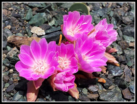 Bitterroot On Navaho Peak