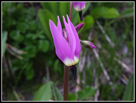 Shooting Star Along DeRoux Trail