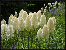 Beargrass At Little St. Helens