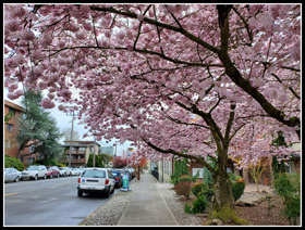 North Seatte Flowering Cherry Trees