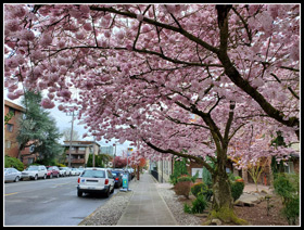 North Seattle Flowering Cherry Trees