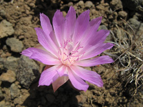 Bitterroot Near Duffy Creek