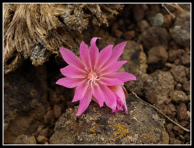 Pink Bitterroot