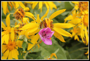 Wildflowers Along The Iron Horse Trail