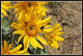 Swakane Balsamroot