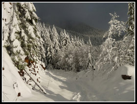 A Little Sun Along The Mt.Teneriffe Road