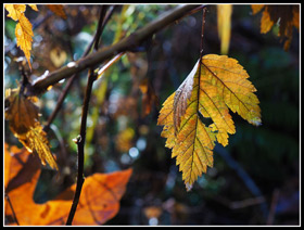 Whitechuck Bench Leaf