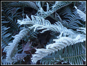 Frozen Ferns Along MF Snoqualmie River