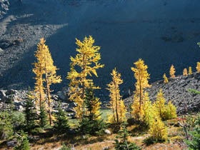 Lake Ann Larch