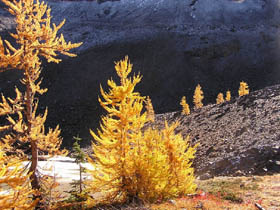 Lake Ann Larch