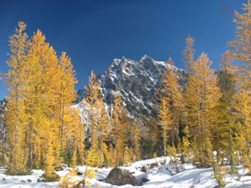 Mt. Stuart Framed By Larch