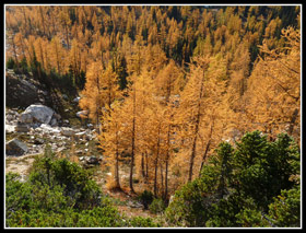 Golden Larch Trees Near Snowy Lakes