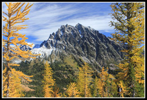 Mt. Stuart Framed By Golden Larch