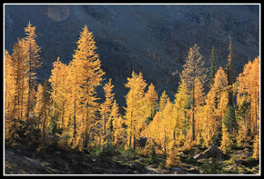 Ingalls Larch Trees